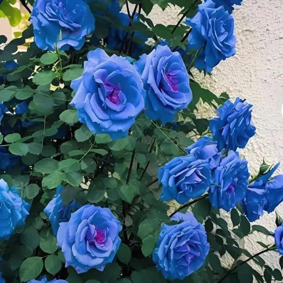 Australian Blue Climbing Rose Seeds