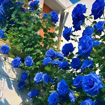 Australian Blue Climbing Rose Seeds