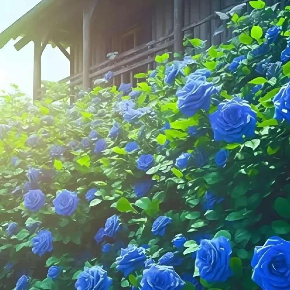 Australian Blue Climbing Rose Seeds