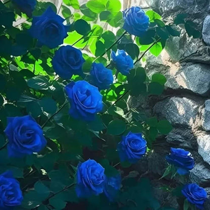 Australian Blue Climbing Rose Seeds